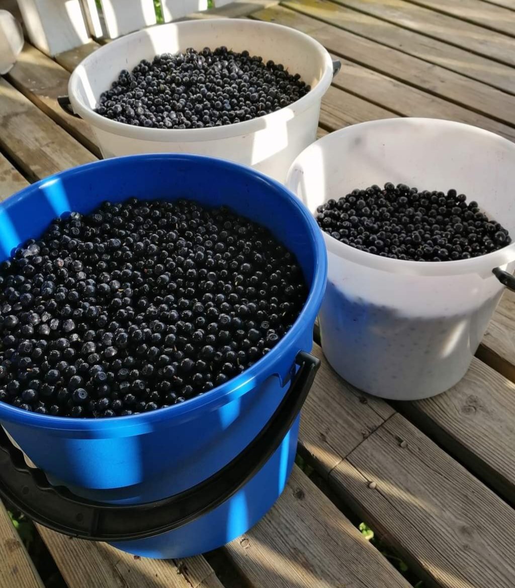 Tuoretta mustikkaa satakunnasta