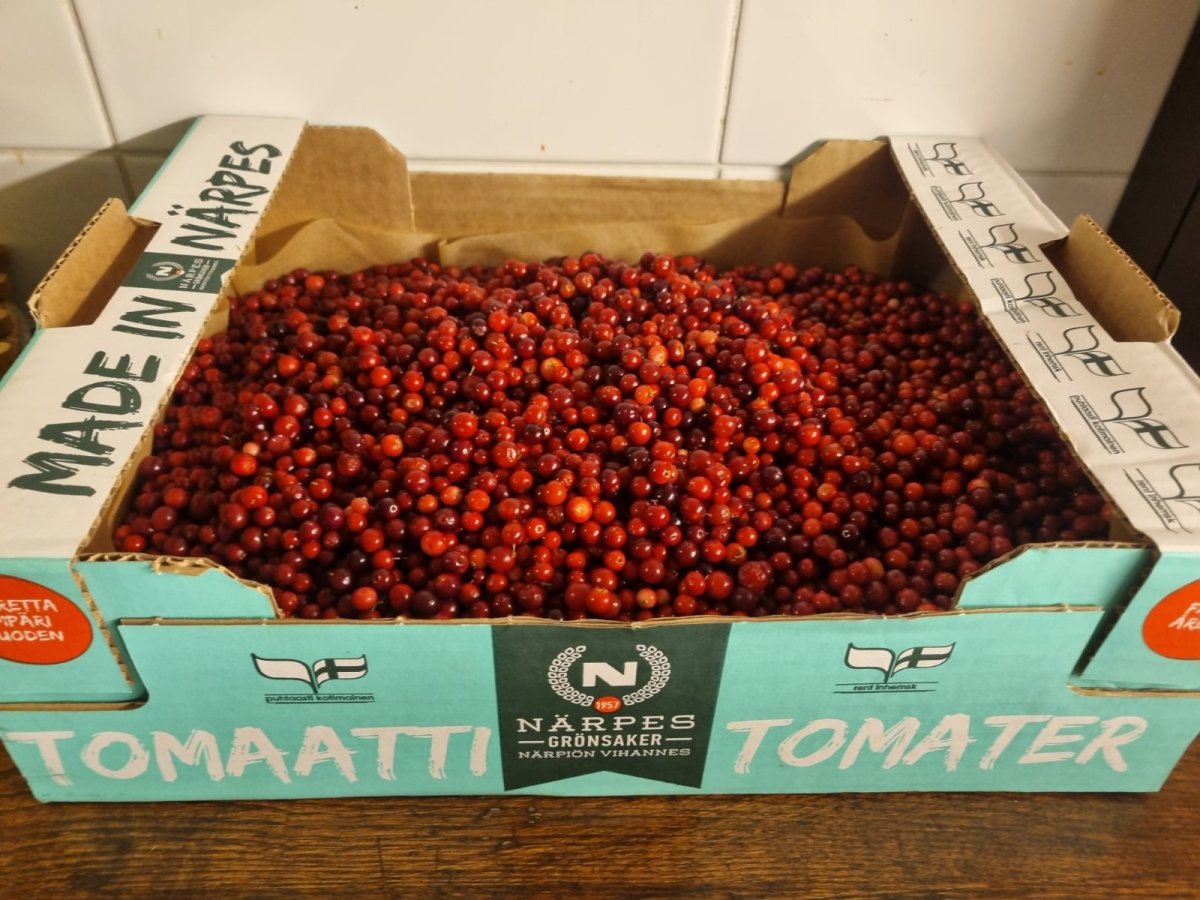 Puhdistettu puolukka