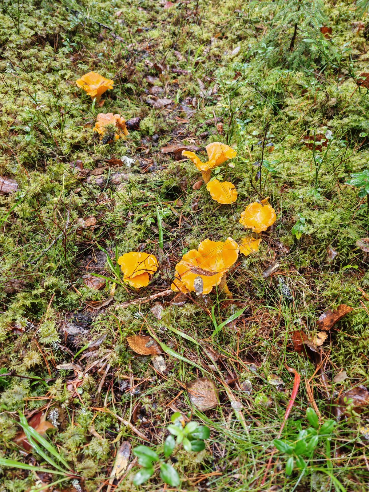 Kerätään tilauksesta kantarelleja