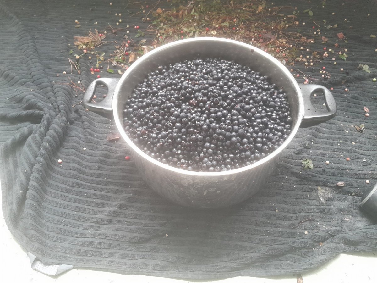 Tuoreita mustikoita Raumalta