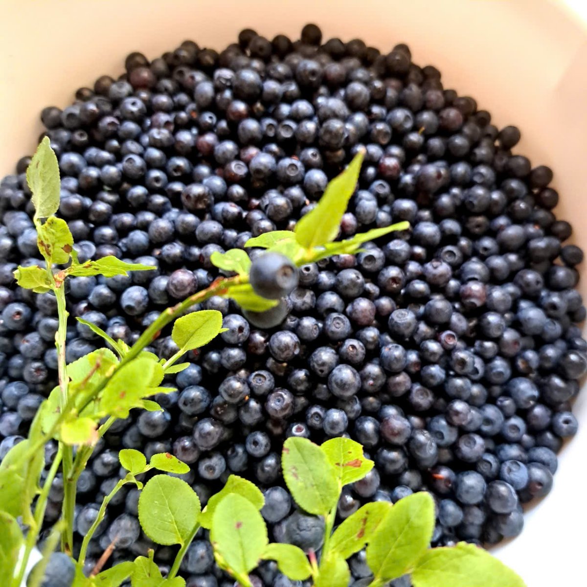 🫐 Tuoreita suomalaisia metsämustikoita – 50 € / 5 kg