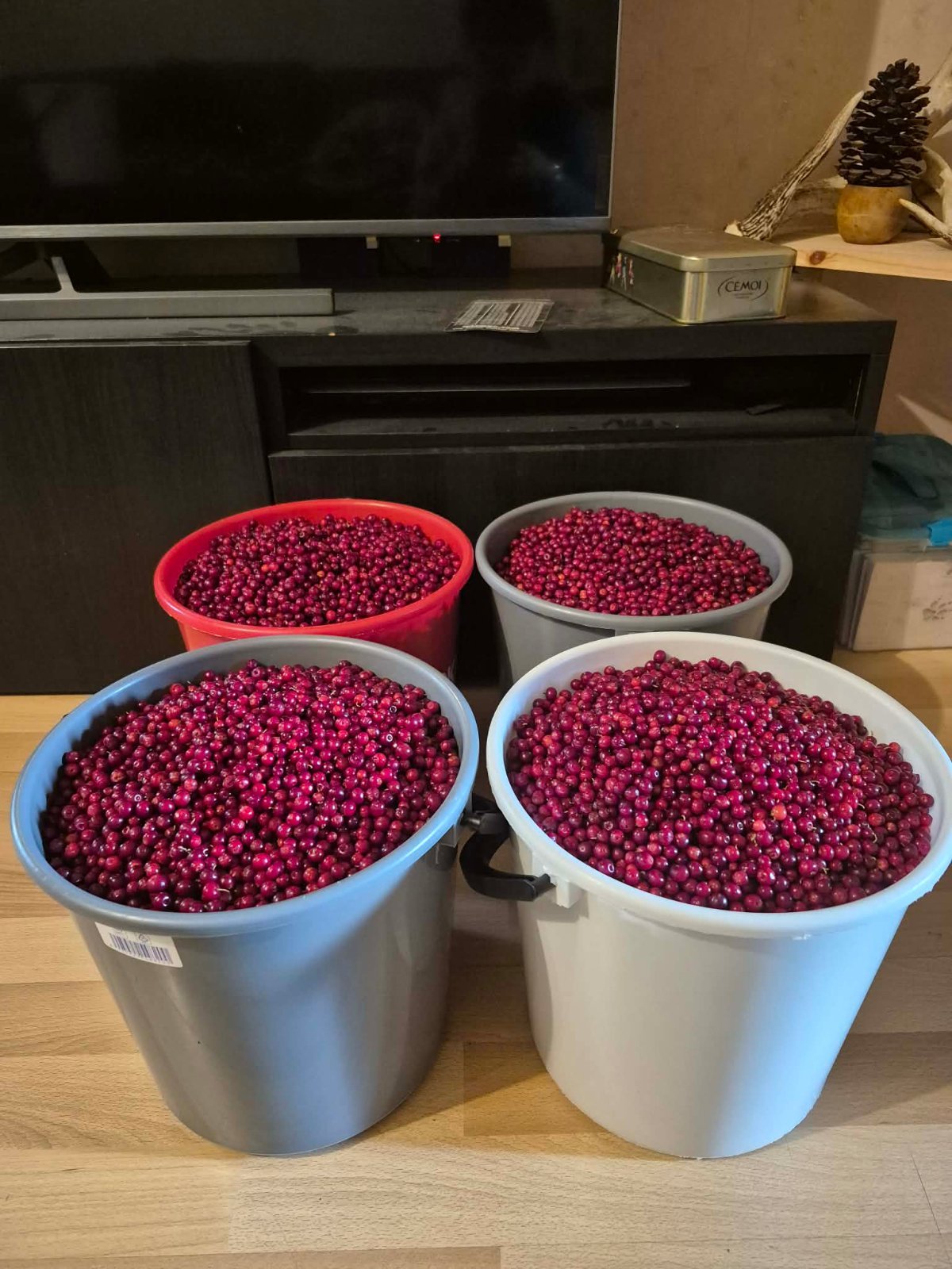 PUHDISTETTUA PUOLUKKAA