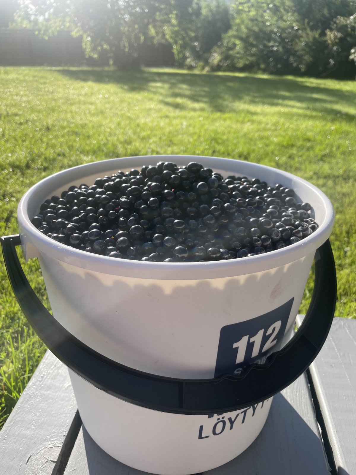 Tuoretta mustikkaa 1 ämpäri (10 l)