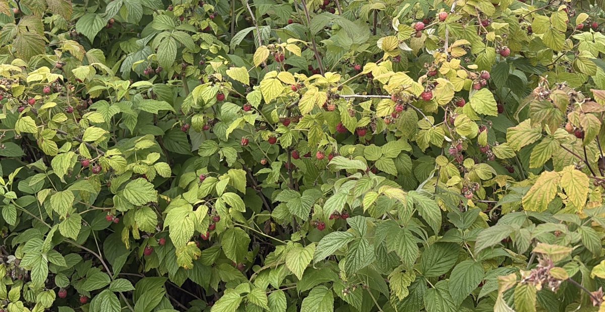 Tuoreita metsävadelmia