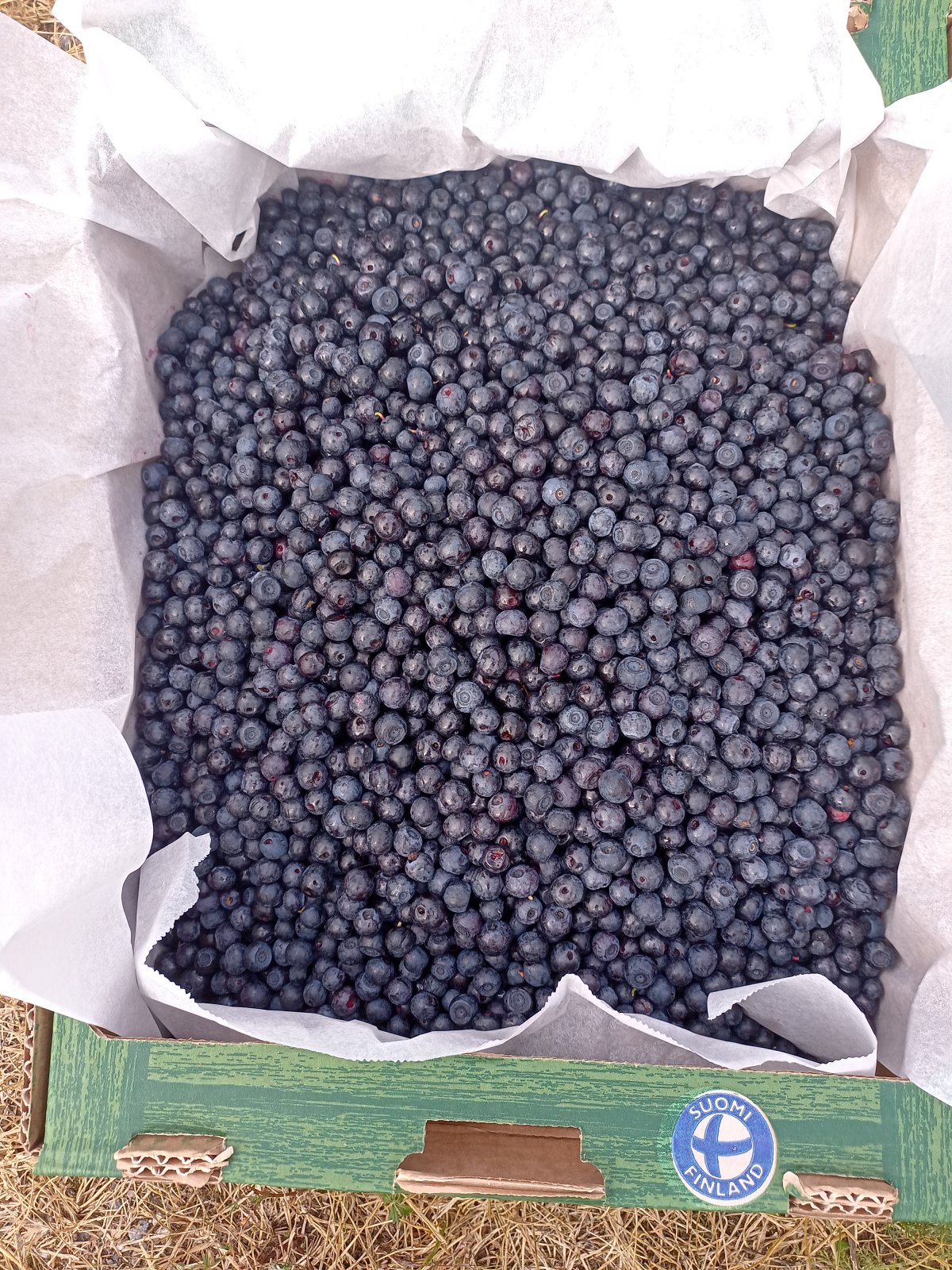 Mustikoita 40 eur