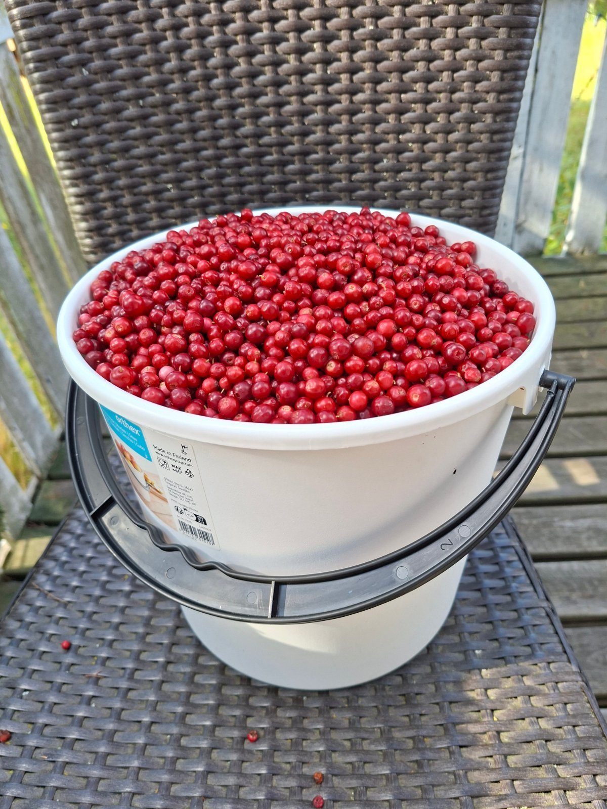Tuoretta puolukkaa