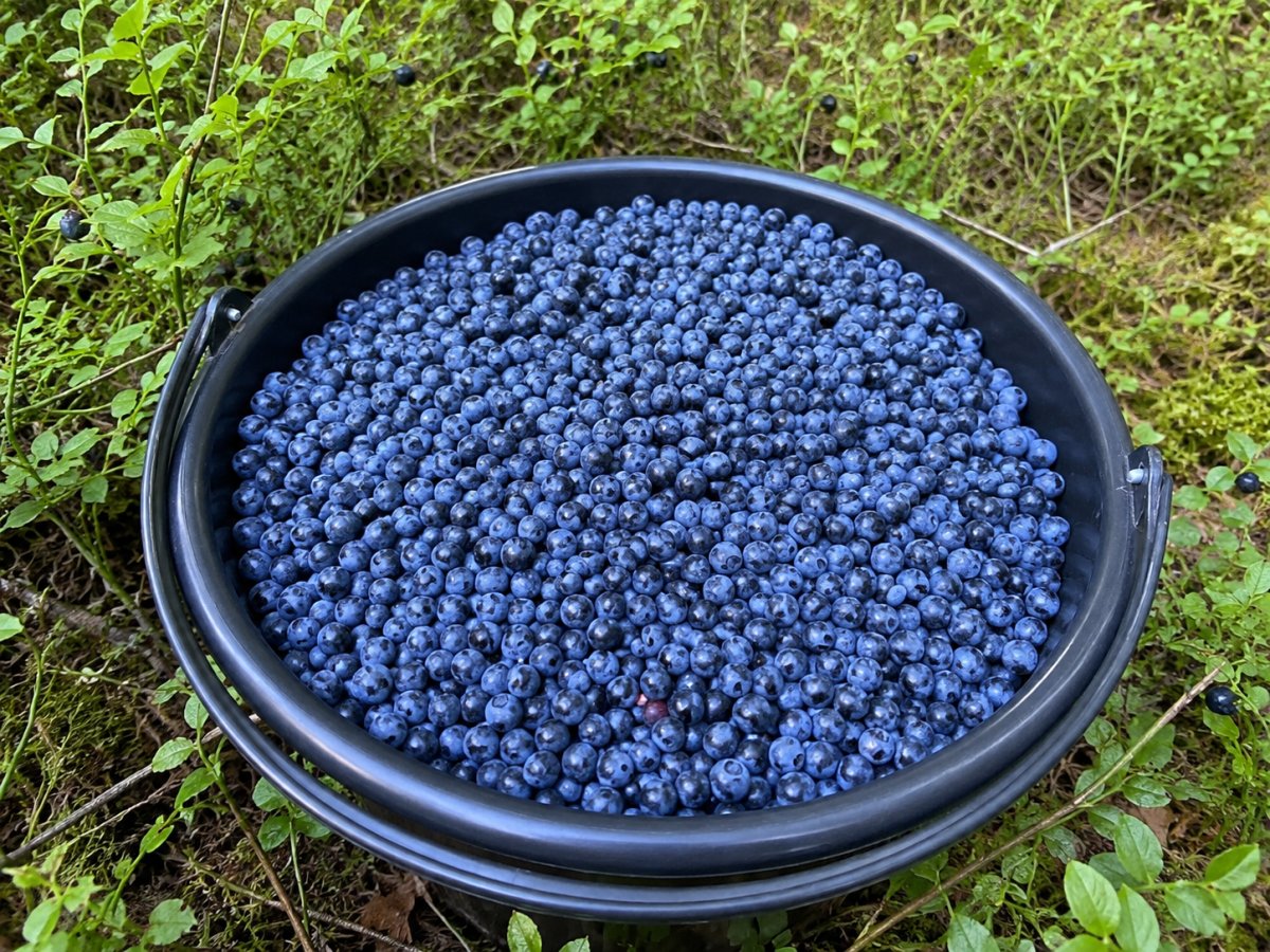 Tuoreita mustikoita Jyväskylästä