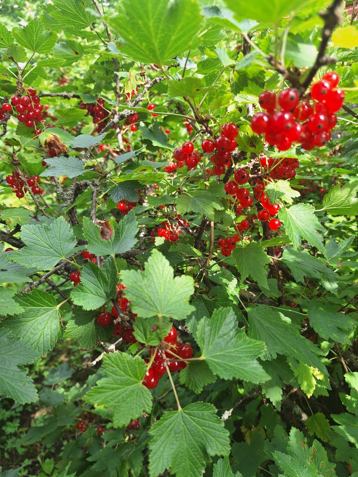 Punaherukoita Pohjois-Satakunnassa