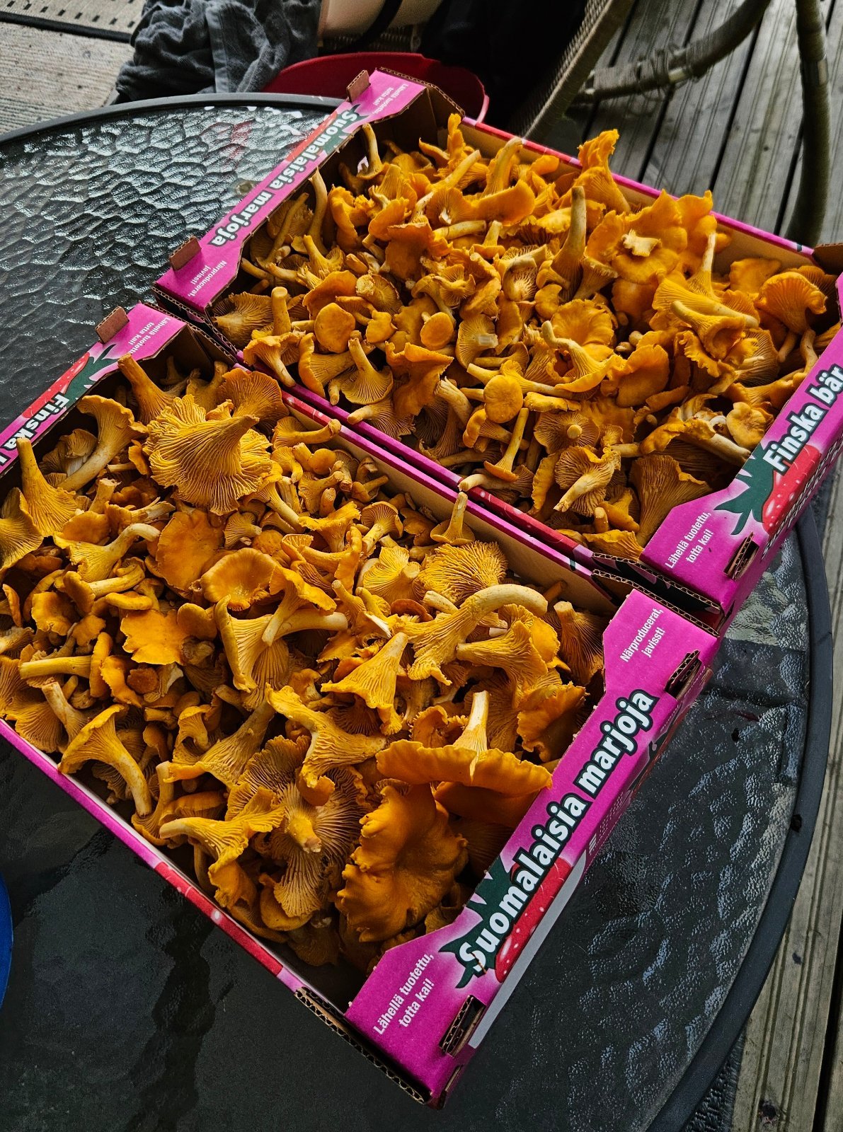 Tuoreita kanttarellejä!