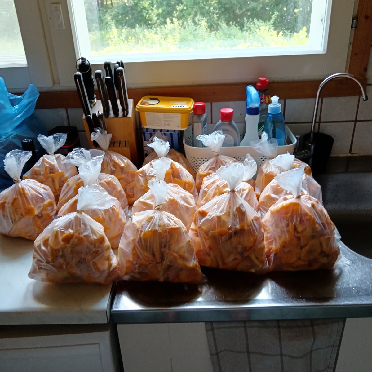 Tuoretta kanttarelli sieniä miehikkälä