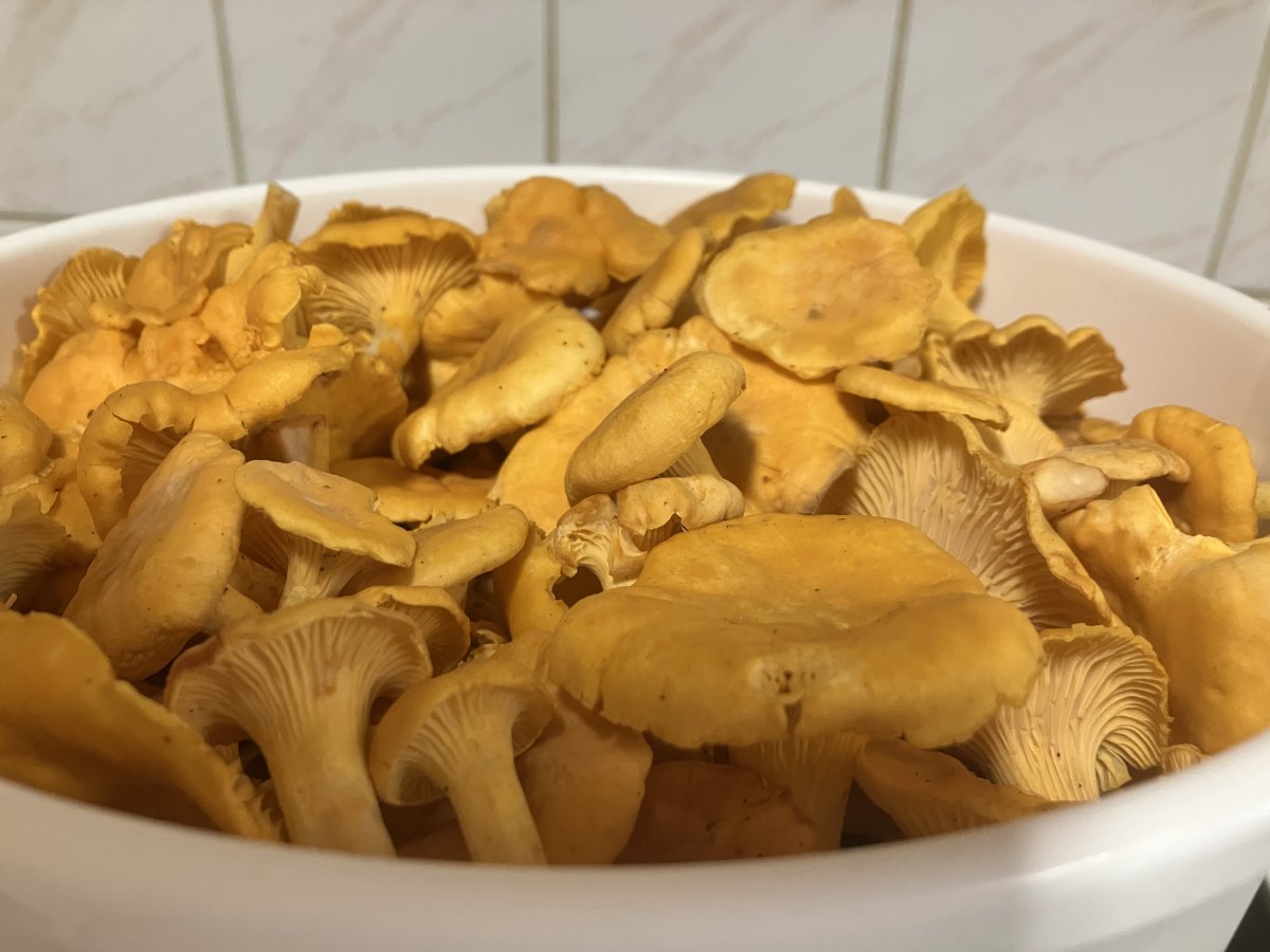 Kantarelleja 50/10l Kuopio/Jyväskylä