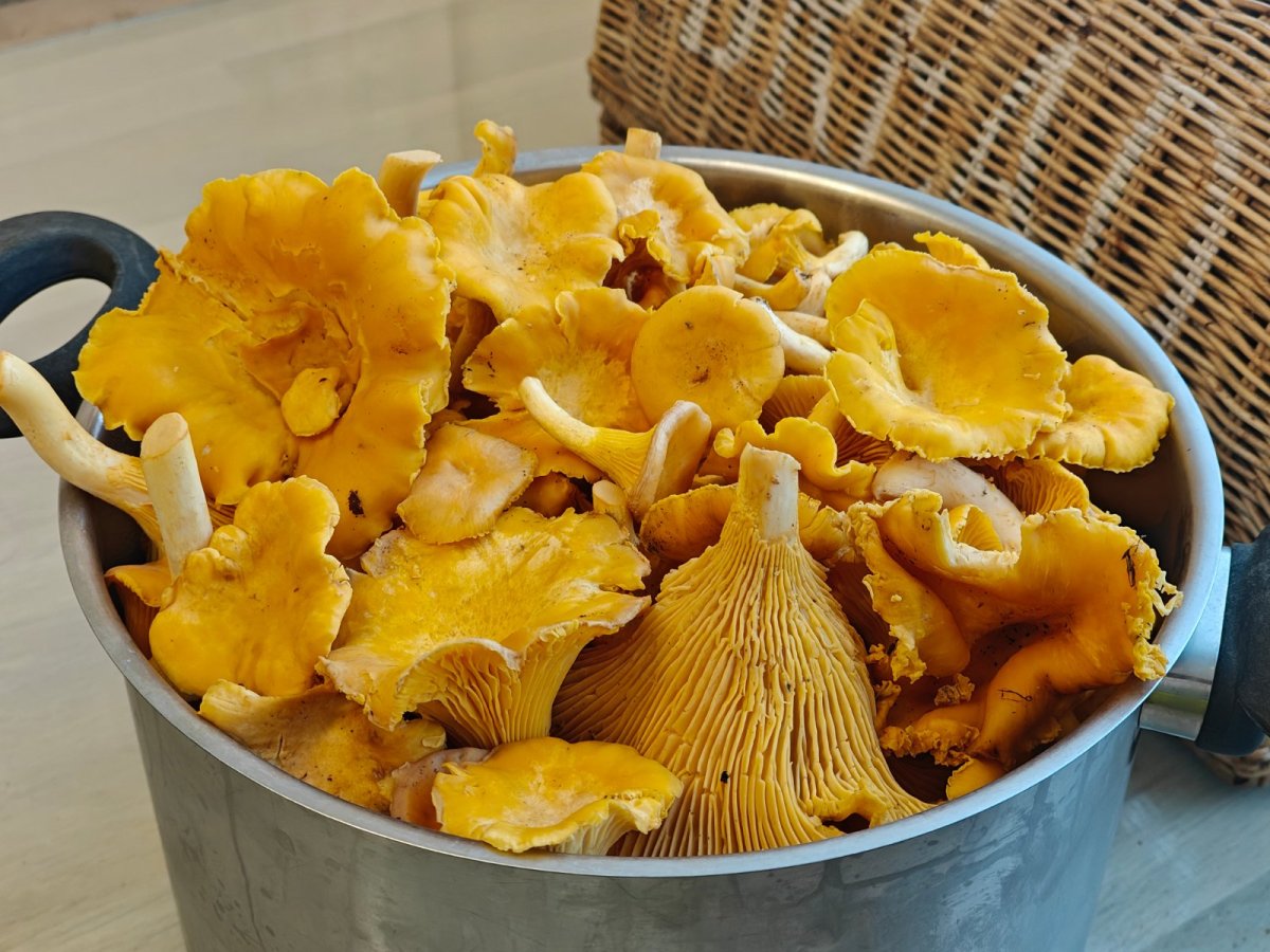 Tuoreita kanttarelleja, Tuusula