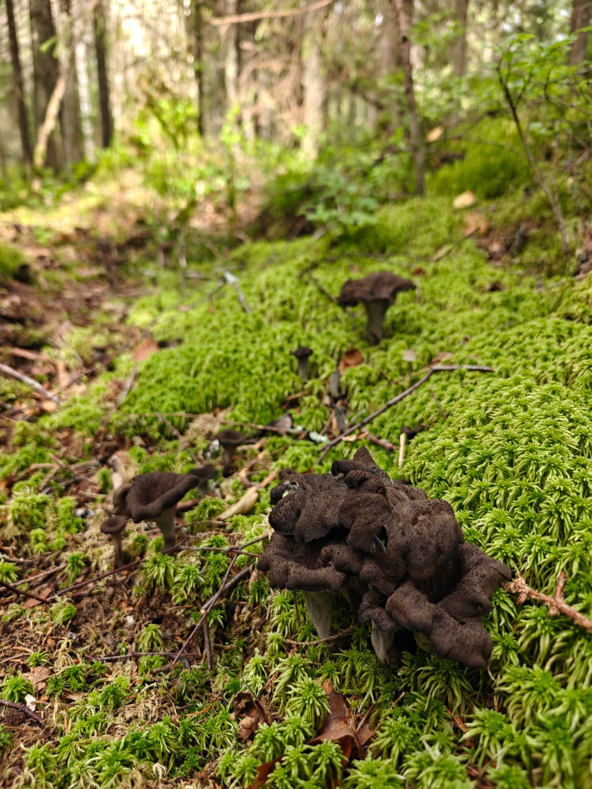 Mustatorvisieniä 5l