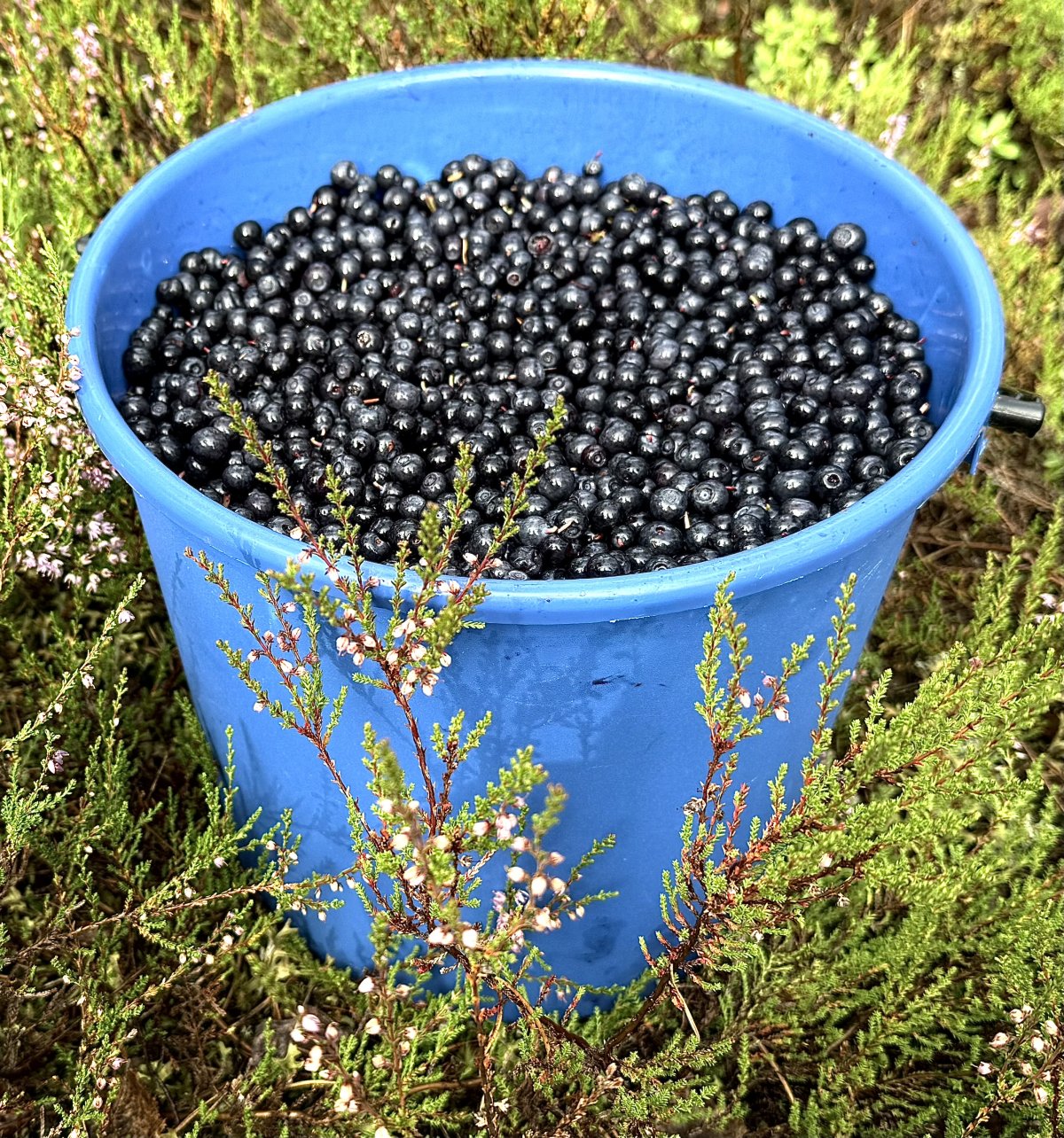Tuoreita mustikoita Kajaanissa