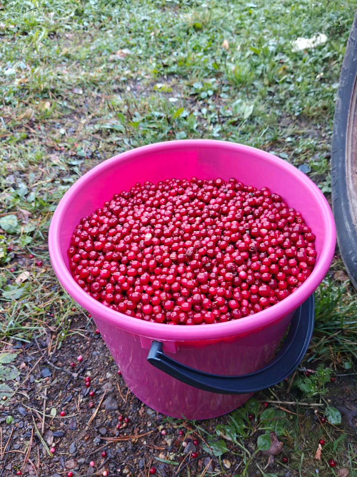 Puolukkaa puhdistettuna Tuuloksessa, Tuulosen kauppakeskuksen välittömässä läheisyydessä.