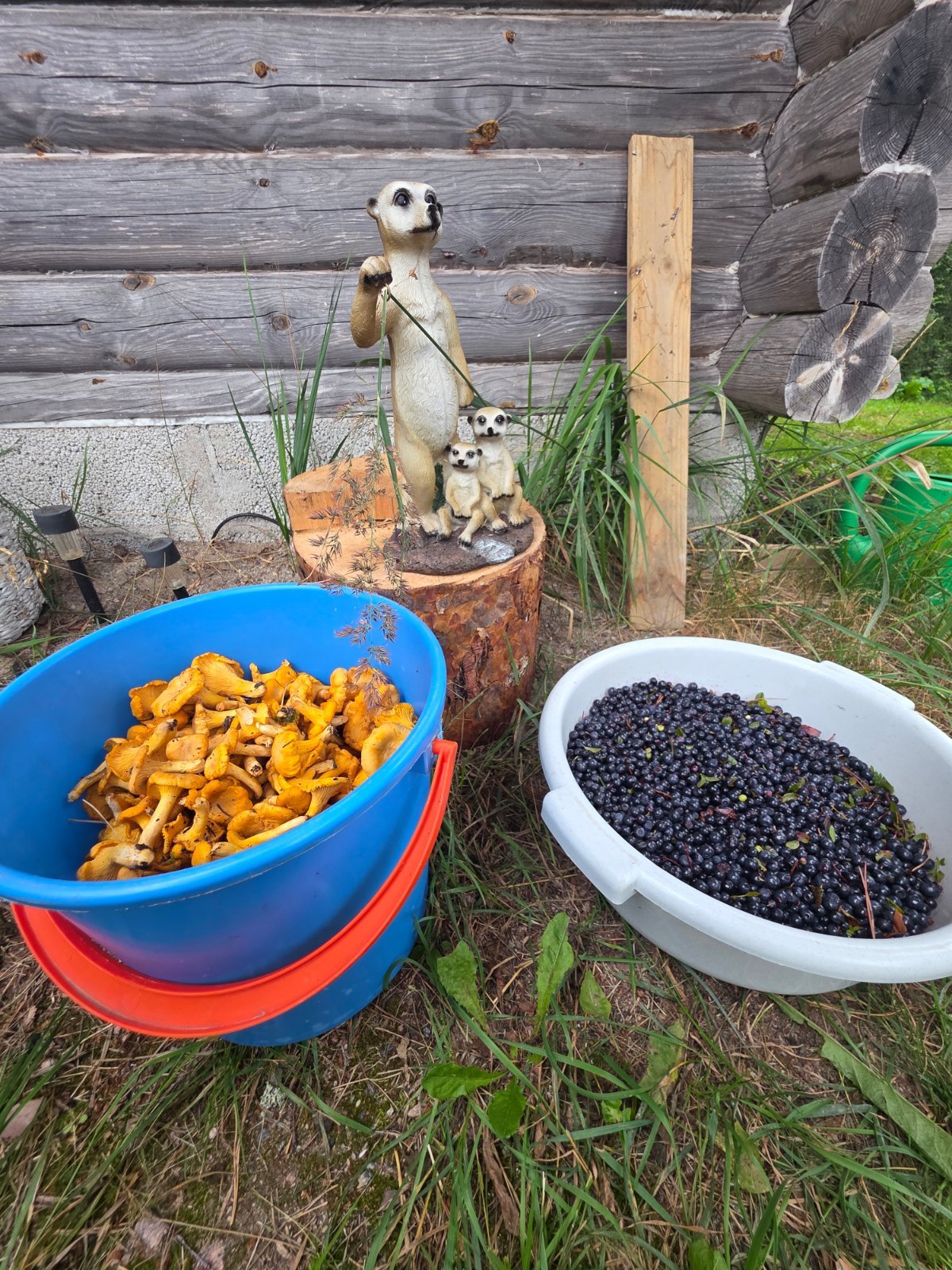 Kerätään kantarelleja tilauksesta forssa/karkkila