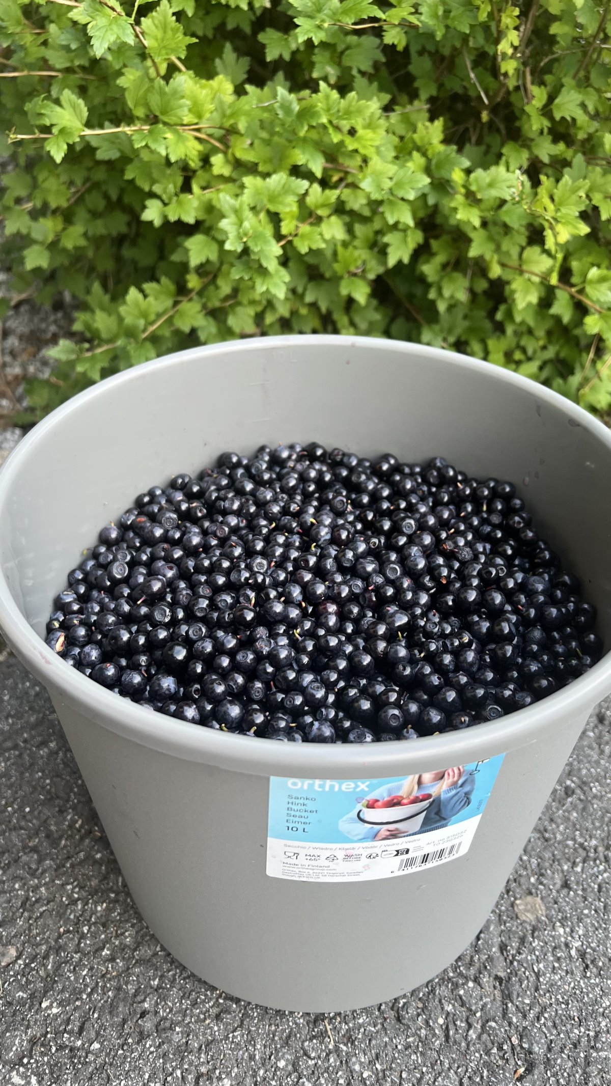 Tuoreita metsämustikoita – Kissanmaa, Tampere