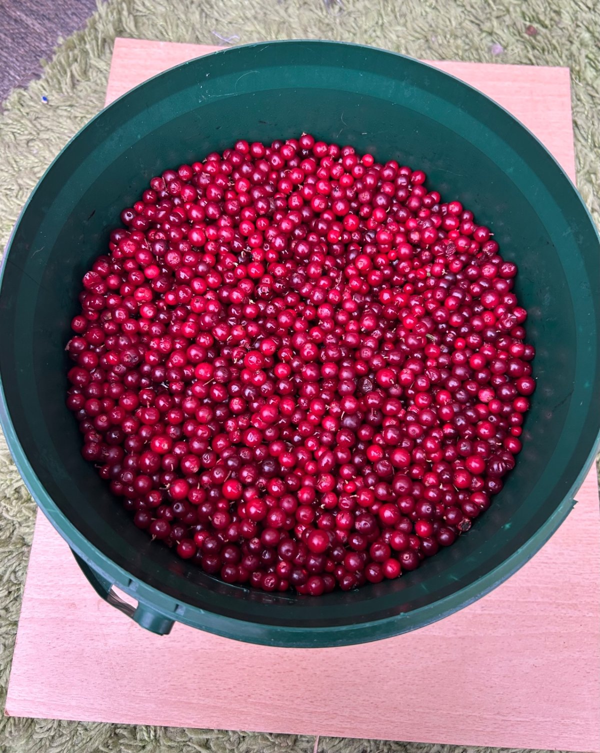 Tuoreita, puhdistettuja puolukoita 🍒