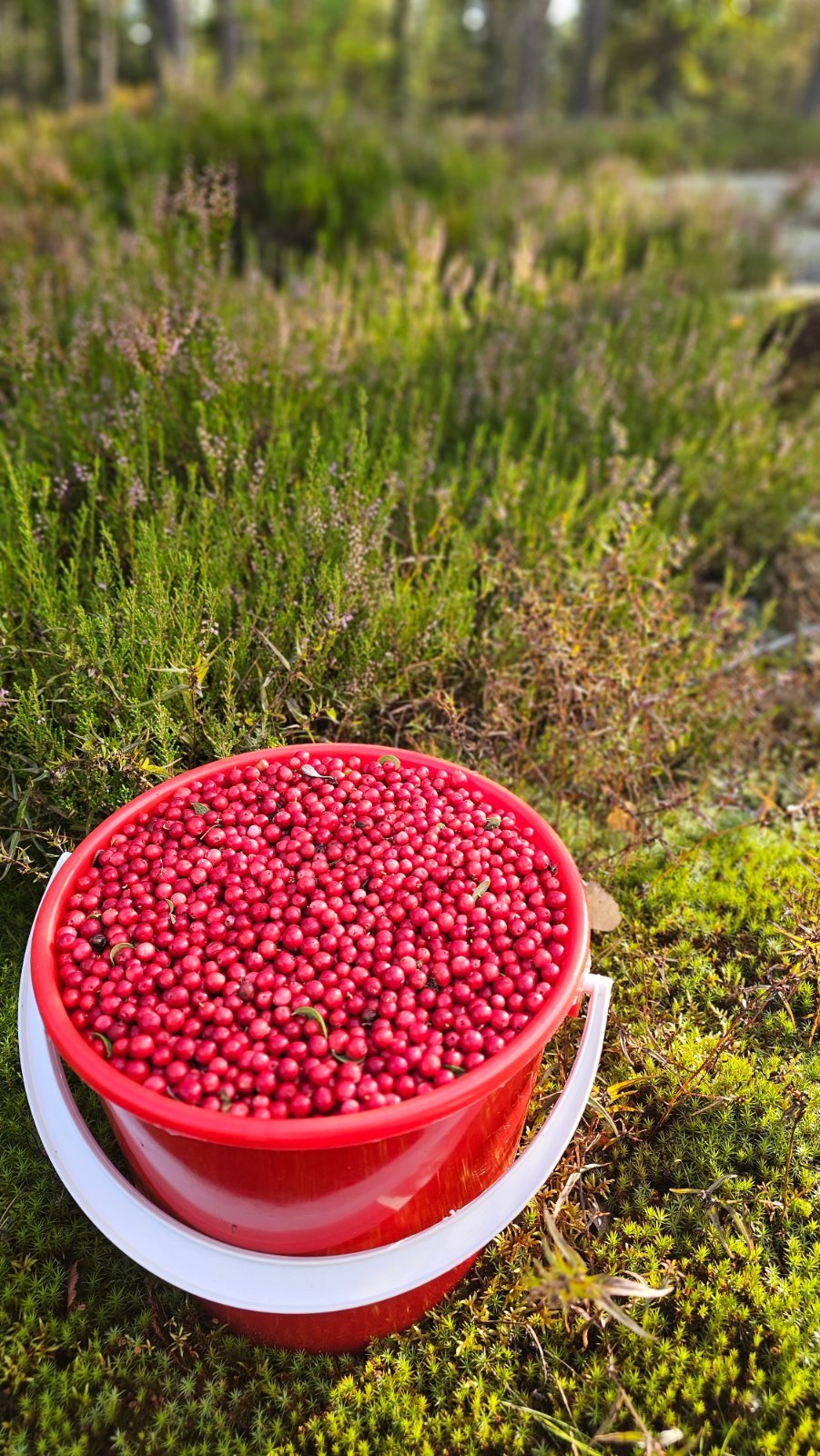 TUORET PUOLUKAT MYYNNISSÄ!