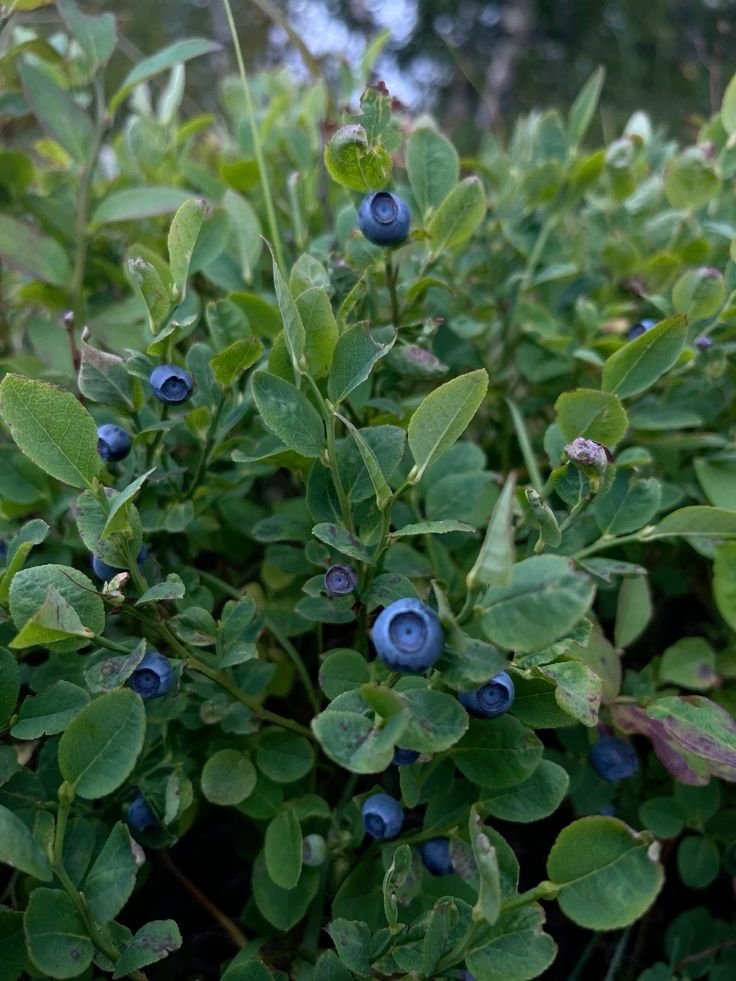 Tuoreita, kypsiä mustikoita Porvoosta, poimittu parhaimmillaan! Huolellisesti kuorittuja ❤️