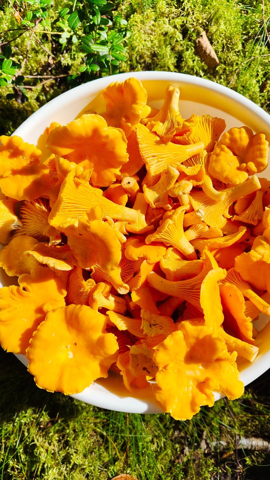 Kantarelleja