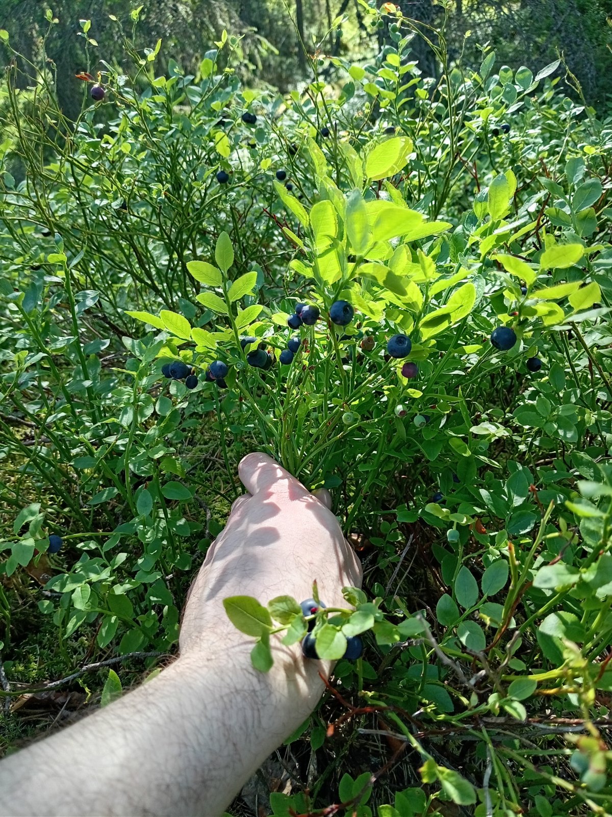 Puhdistettua mustikkaa Espoo