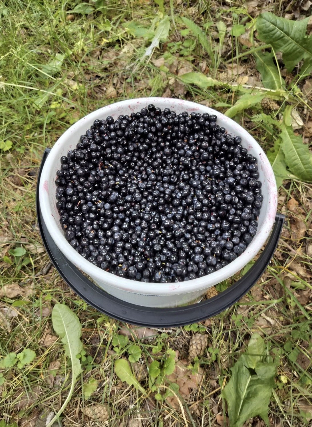Tuoretta mustikkaa Orivedellä!