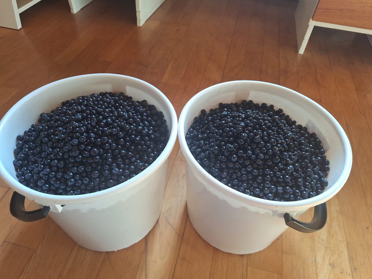 Tuoretta, puhdasta, vastapoimittua, huolellisesti perattua ja puhdistettua metsämustikkaa myynnissä.
