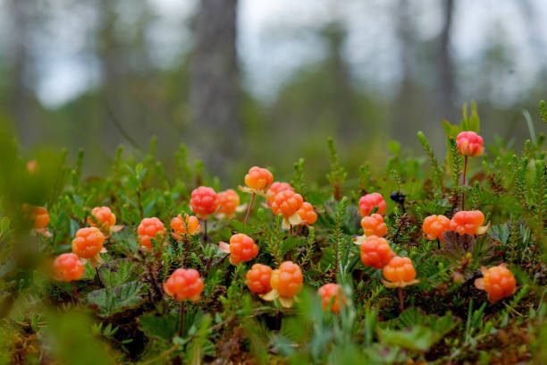 Tuoretta lakkaa Hämeenlinan alueella