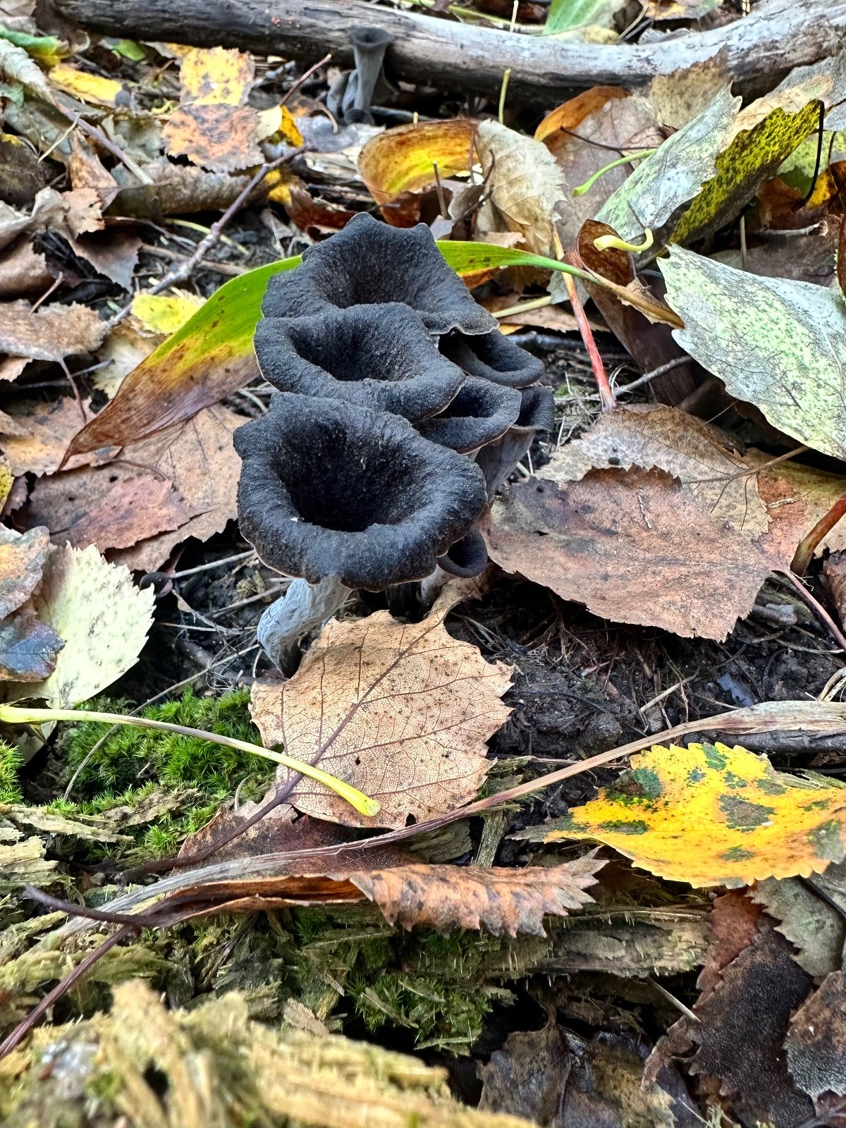 Tuoreita mustatorvisieniä (Sipoonkorpi)