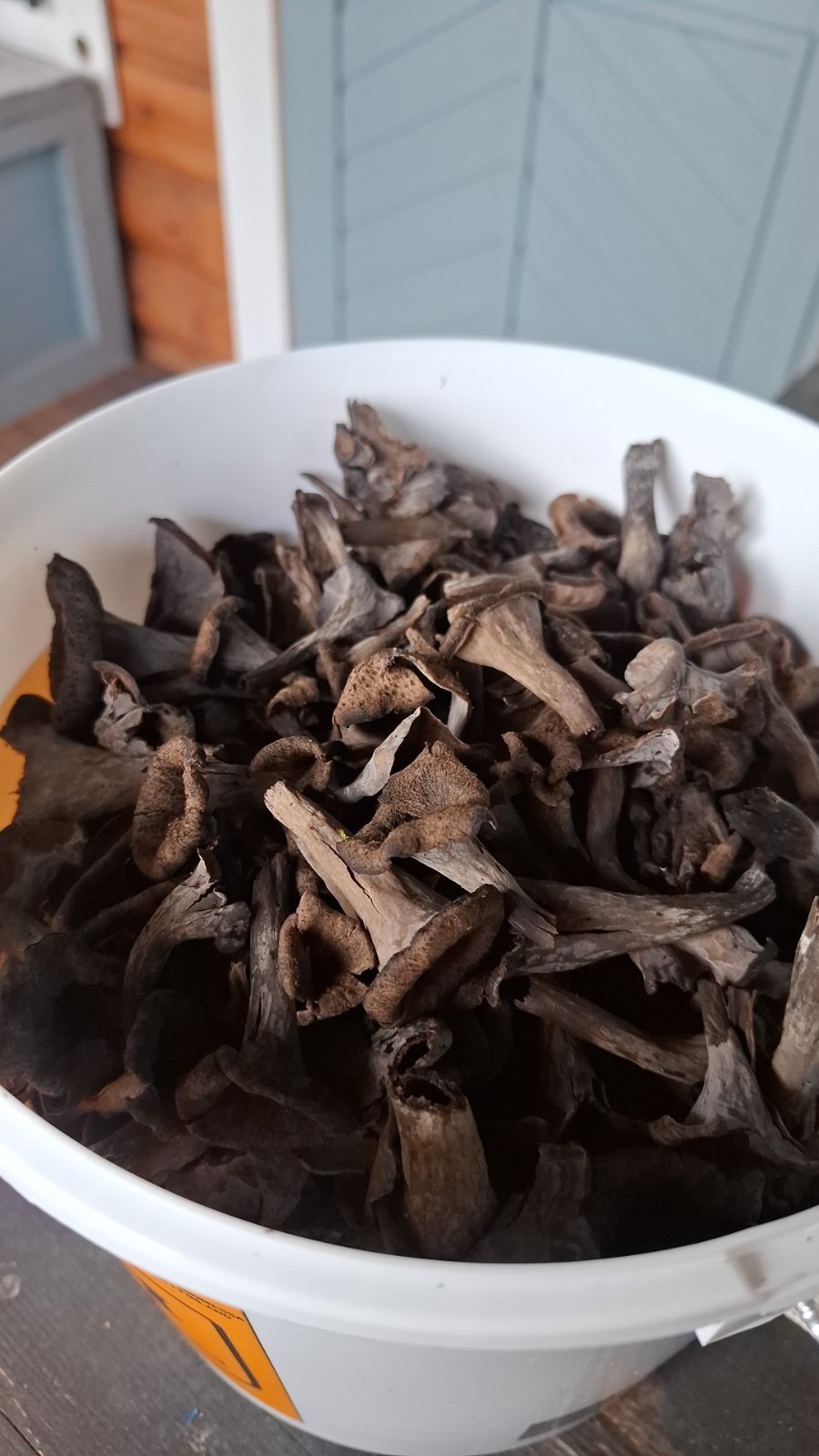 Mustatorvisieniä Turun alueelta