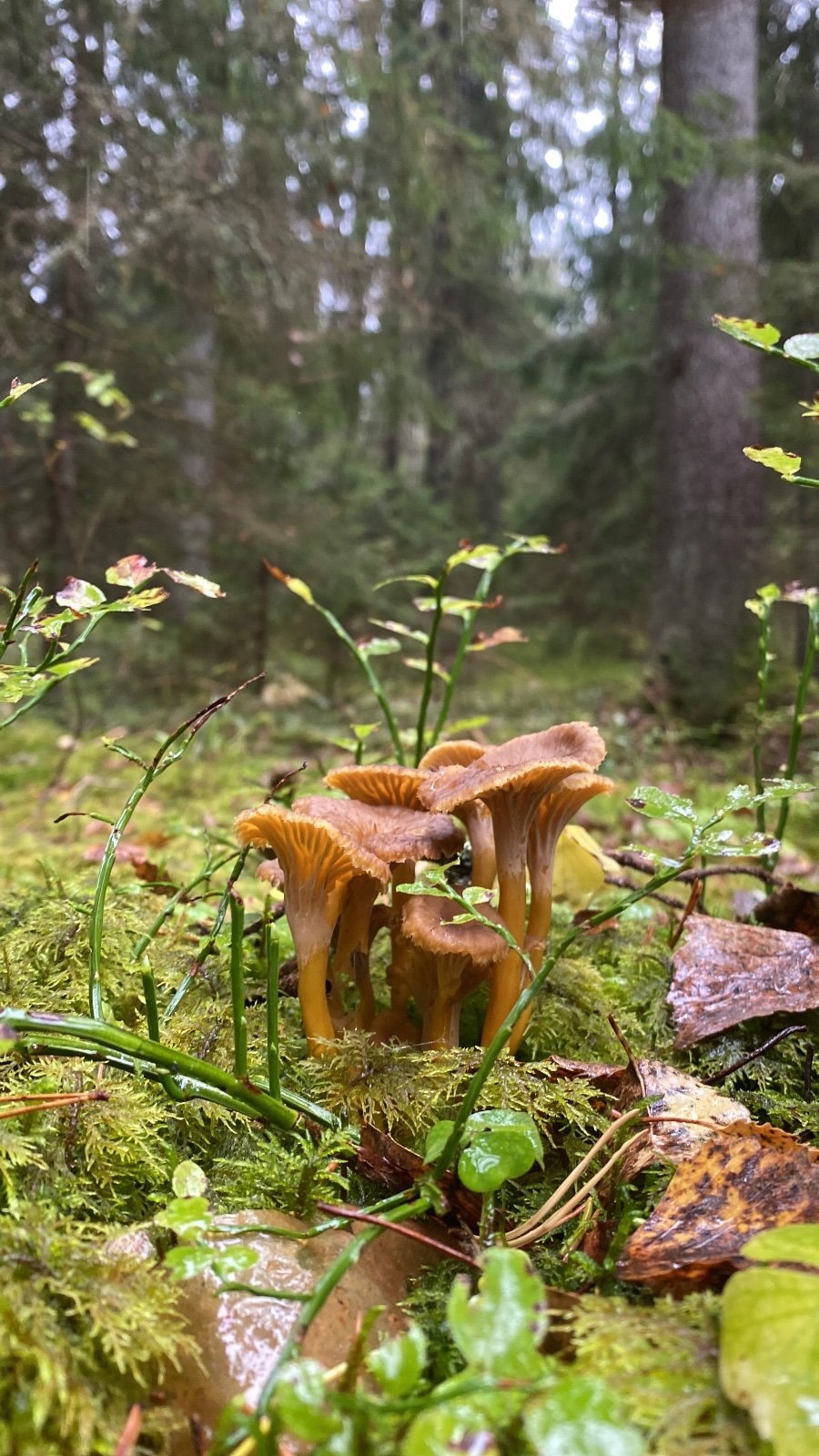 Suppilovahverot ennakkotilauksella