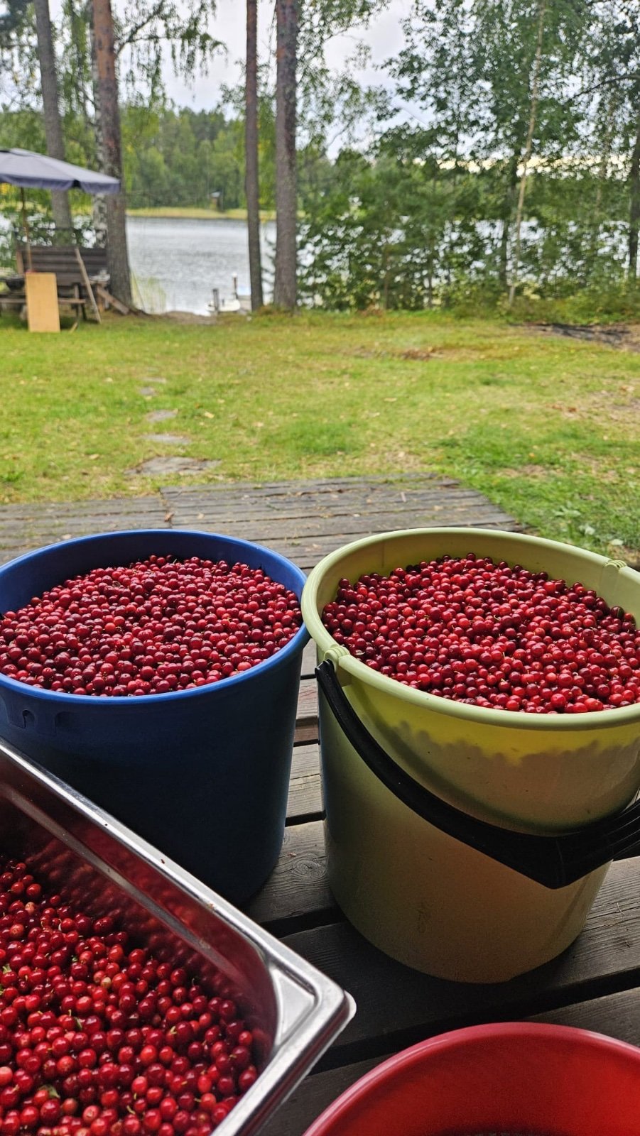 Saimaan seudulta kerättyjä puolukoita