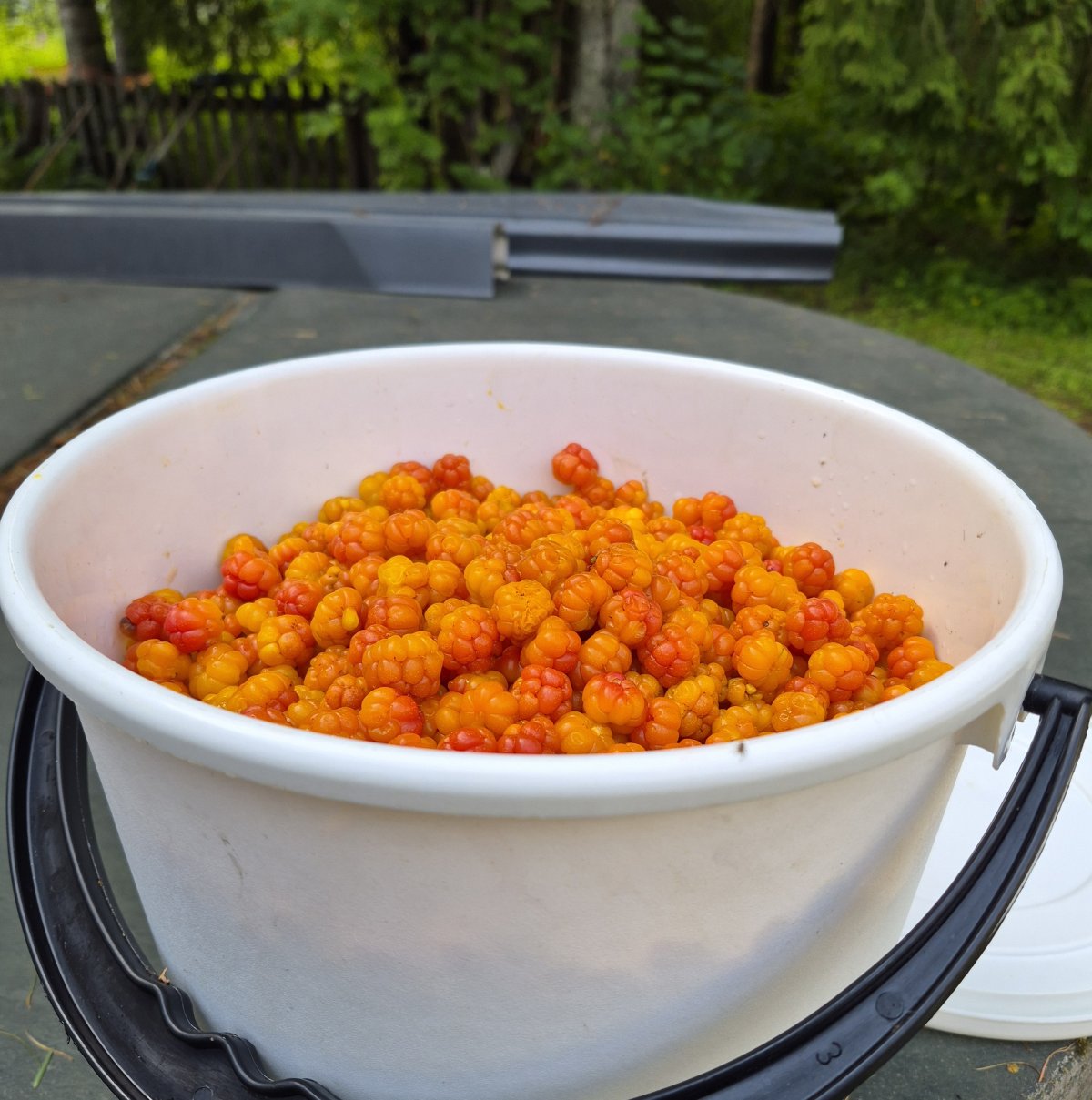 Tänään poimittuja lakkojs
