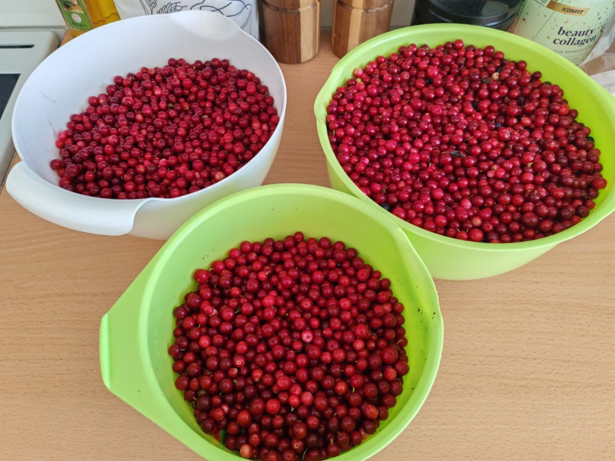 Tuoreita puolukoita Pori