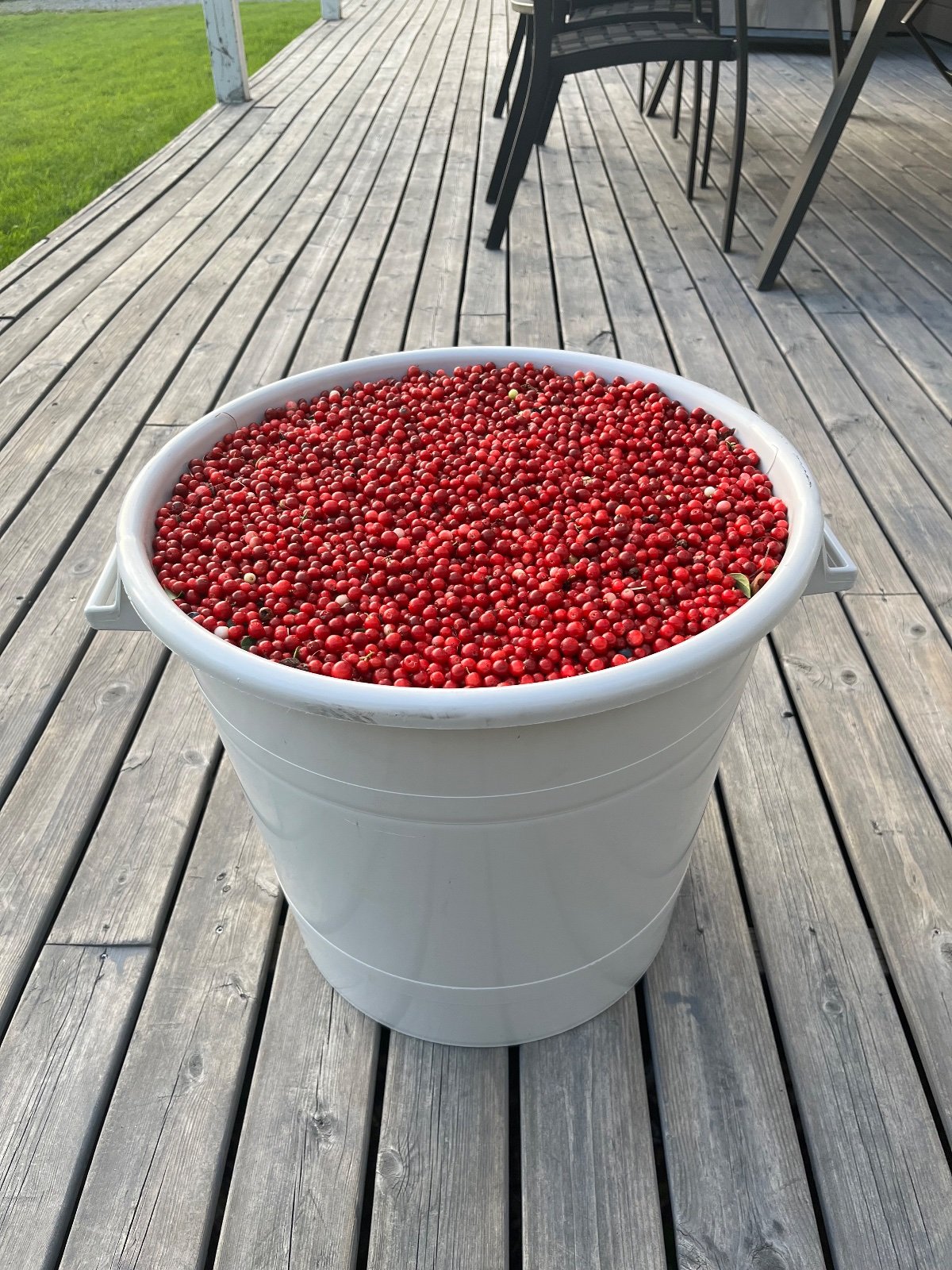 Tuoretta puolukkaa uuraisilta