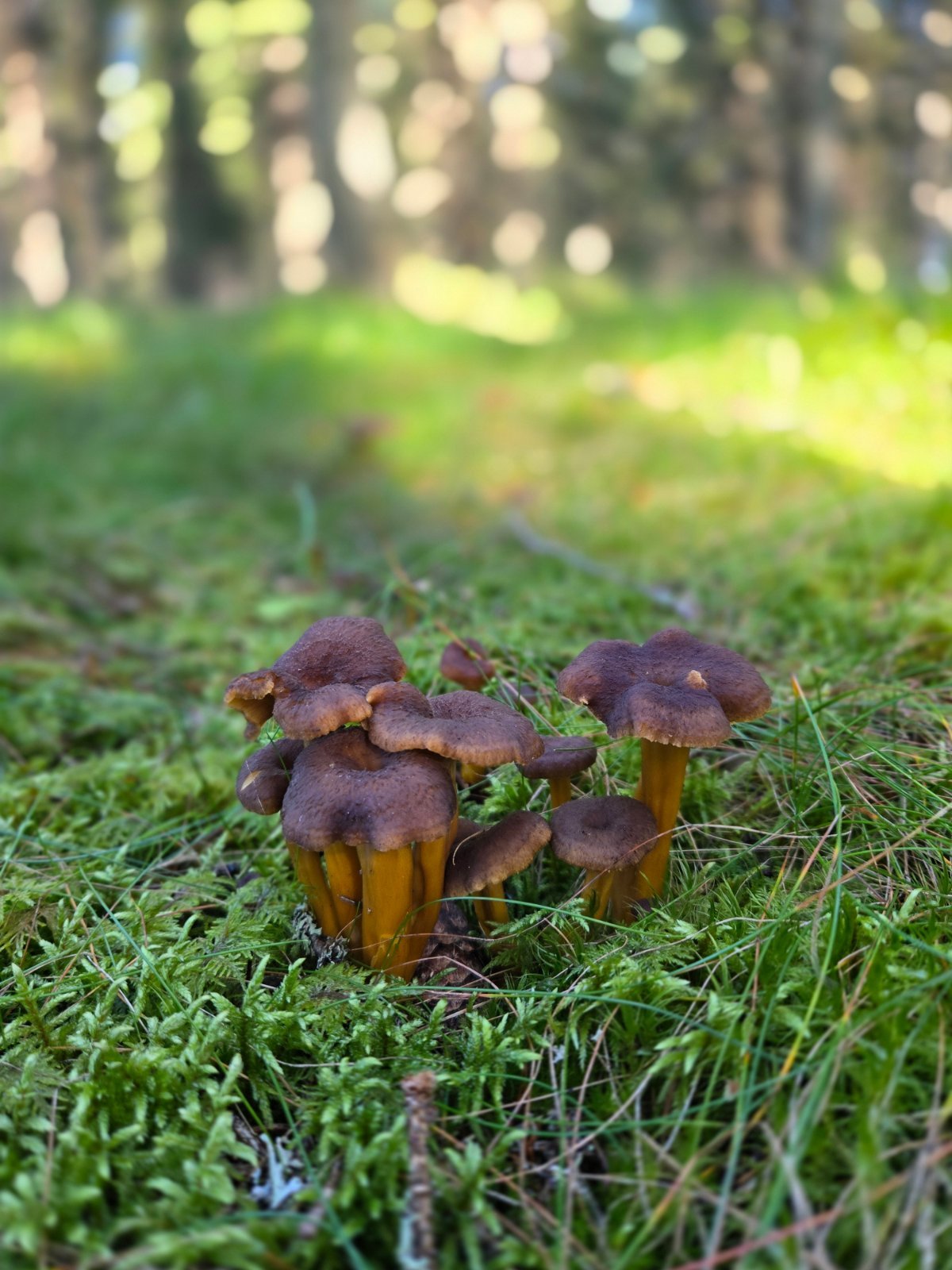 Suppilovahveroita metsässä puhdistettuina