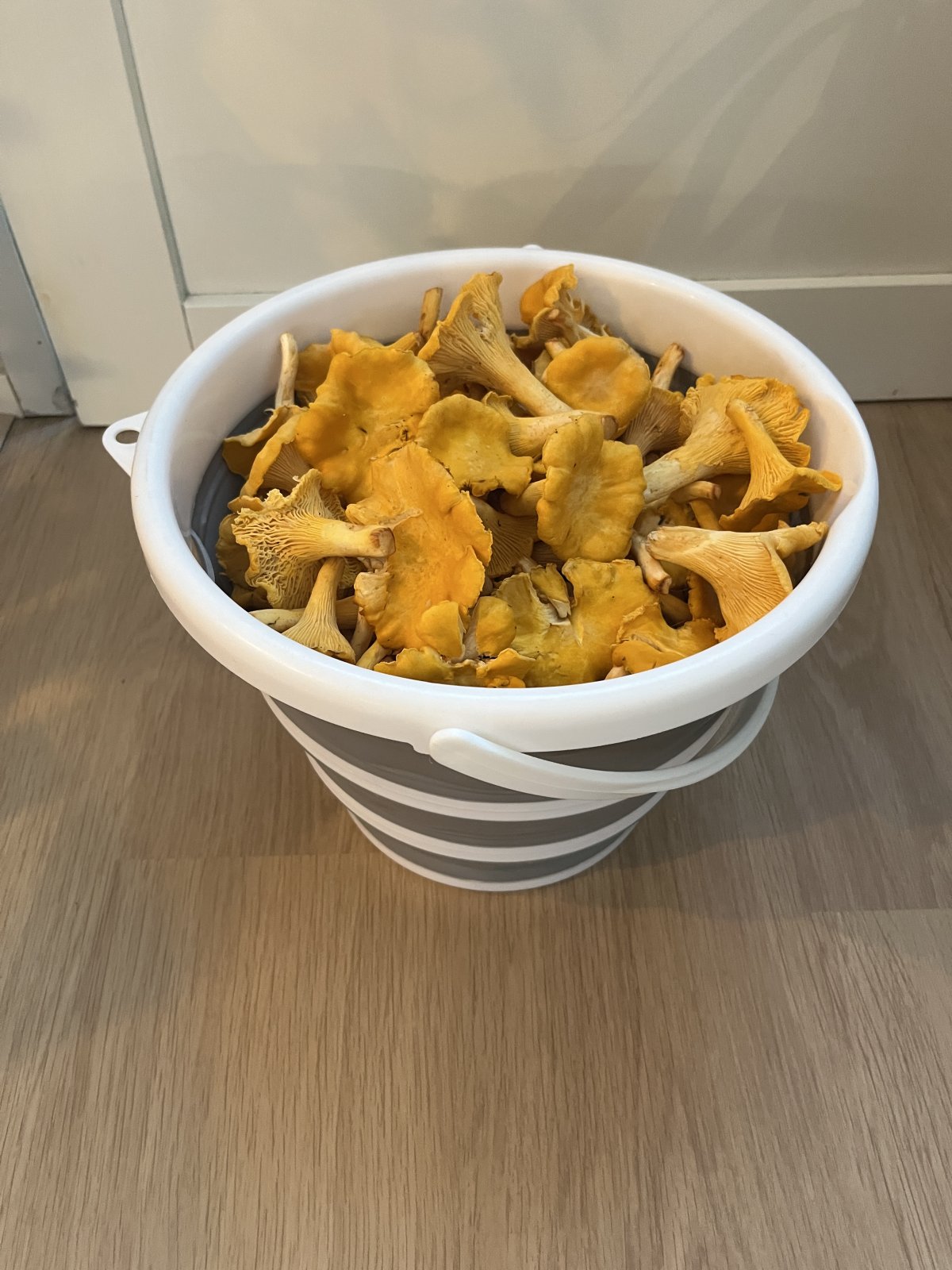 Tuoreita kantarelleja Jyväskylässä
