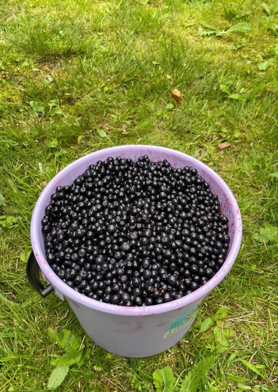Tuoretta mustikkaa Kuopio