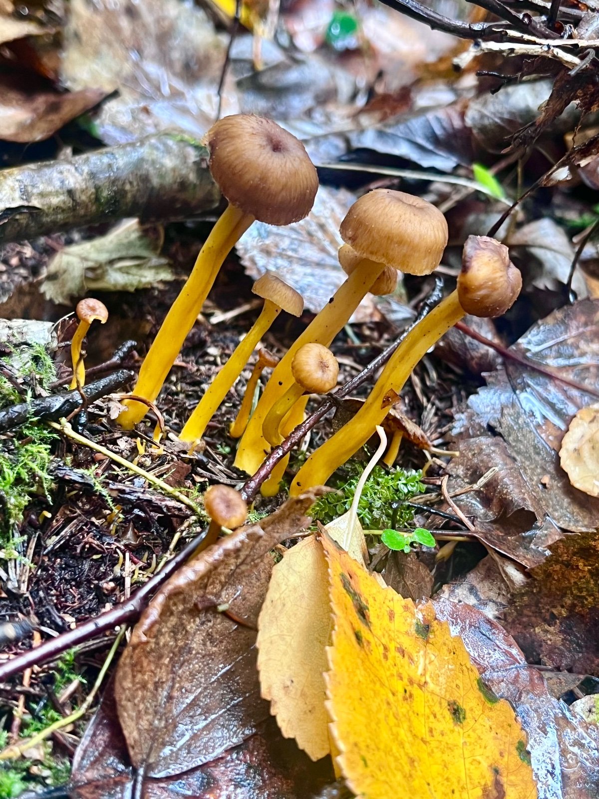 Tuoreita rouskuja sekä suppilovahveroita