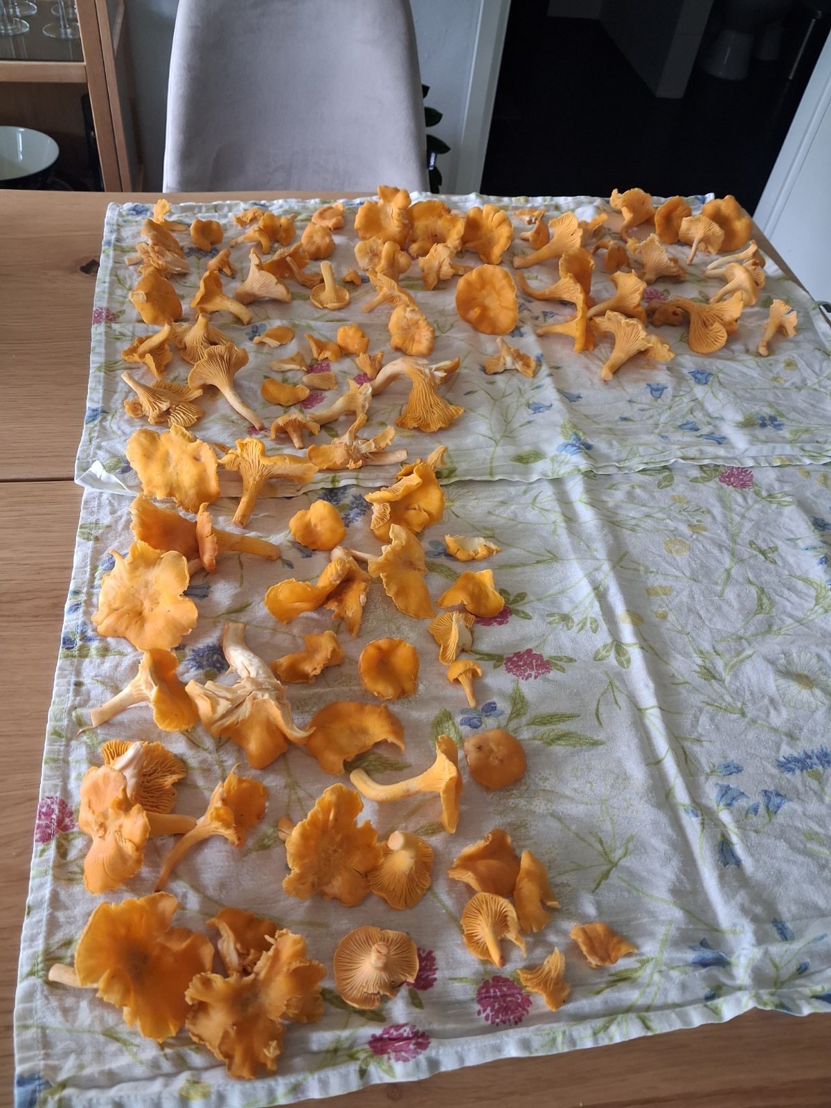 Tuoreita, putsattuja kanttarelleja