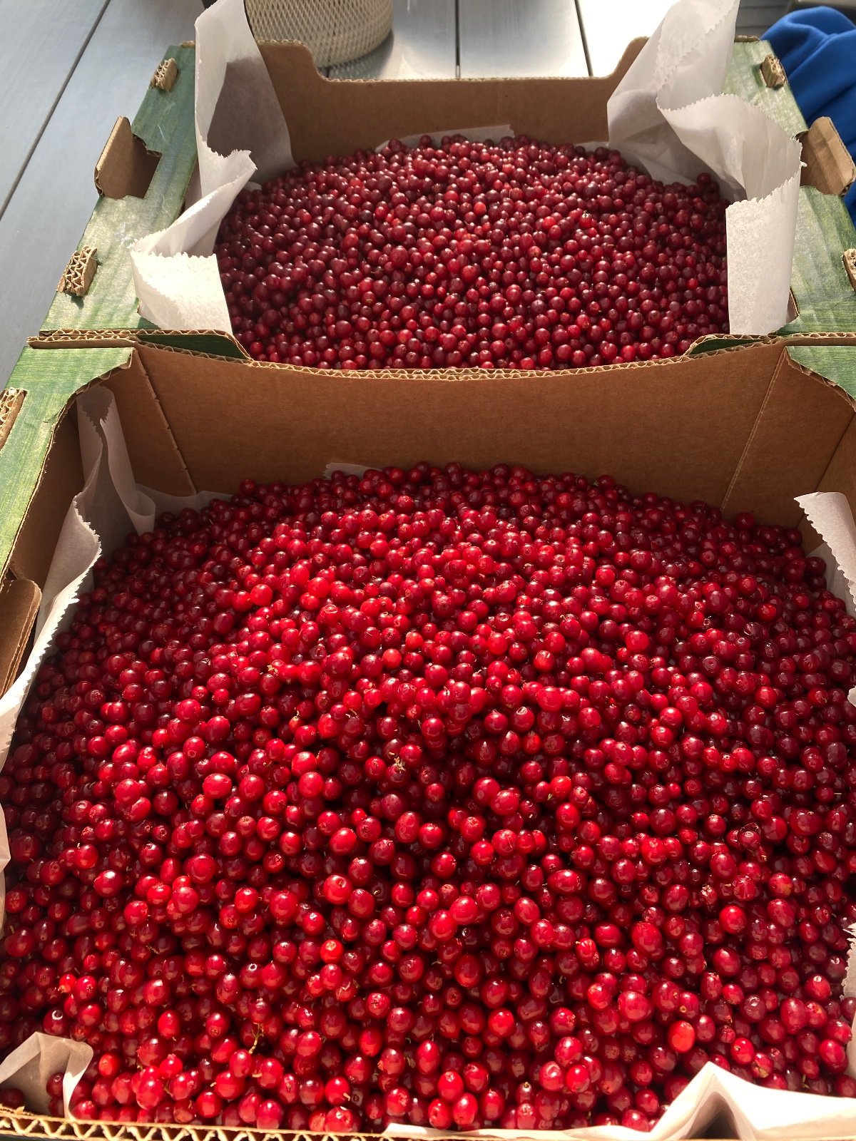 Tuoretta ja hyvin puhdistettua puolukkaa 35€/5kg