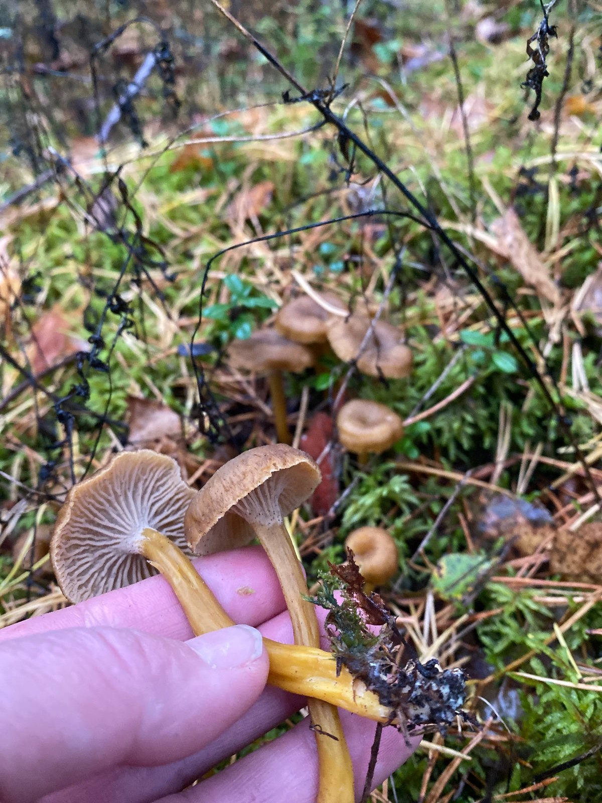 Poimitaan Kotkassa suppilovahveroita  tilauksesta